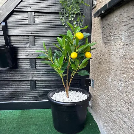 Organgerie Lemon Loft